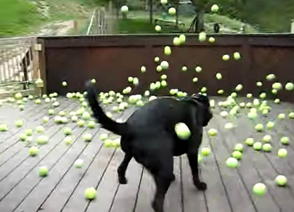 ラブラドールレトリーバー,動画