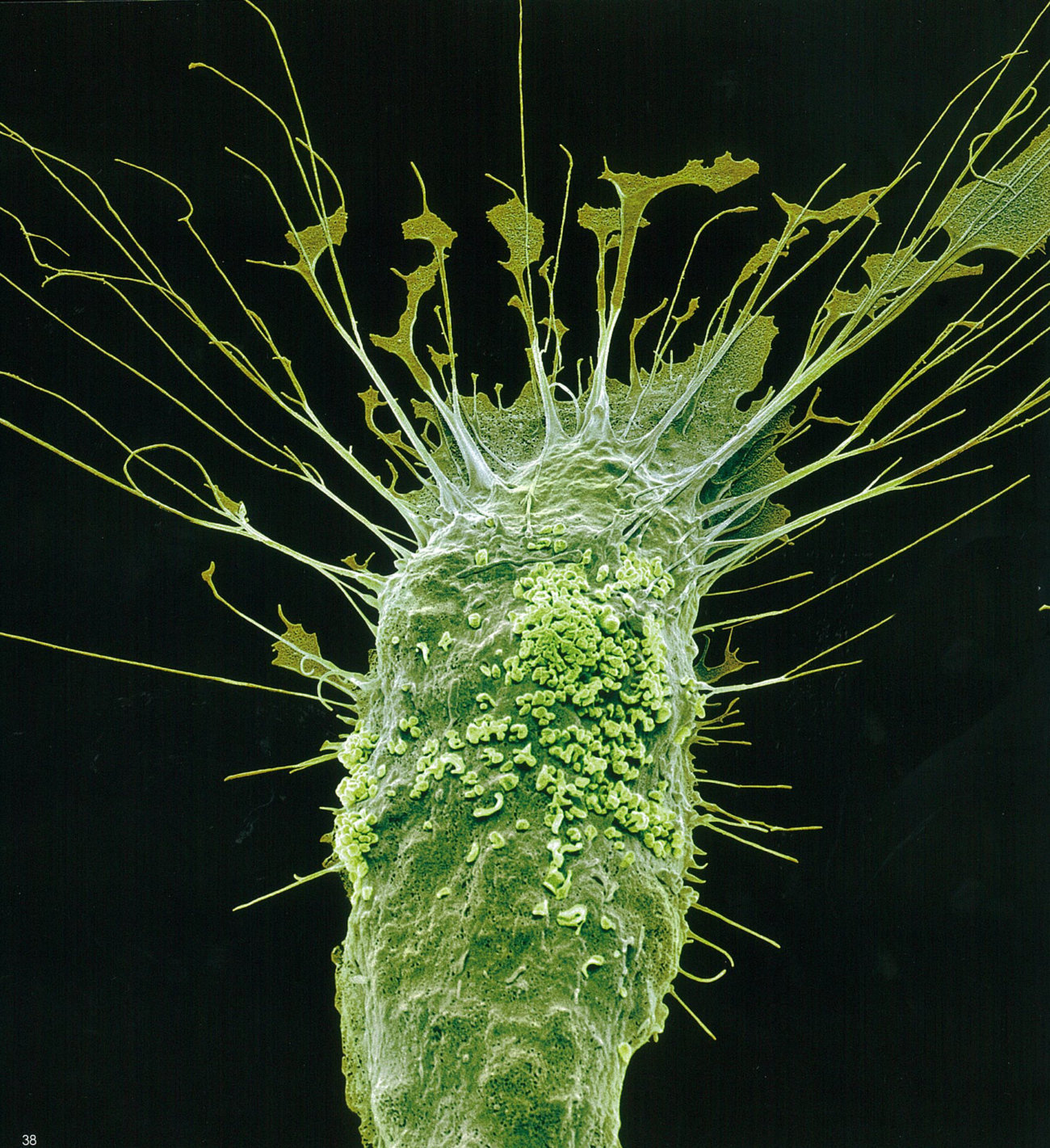 レトリーバー,ごはん