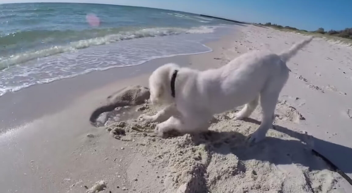 ラブラドールレトリーバー,動画