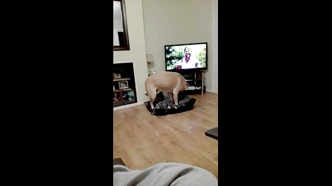 ラブラドールレトリーバー,動画