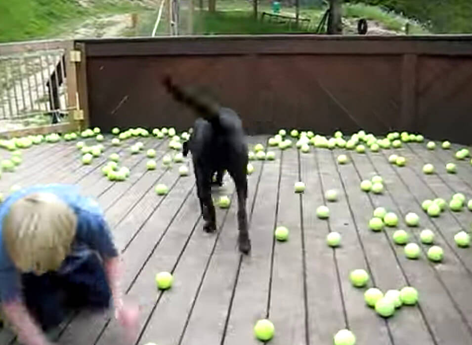 ラブラドールレトリーバー,動画