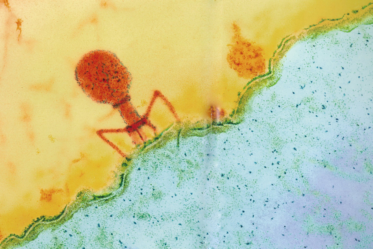 レトリーバー,ごはん