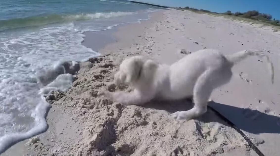 ラブラドールレトリーバー,動画