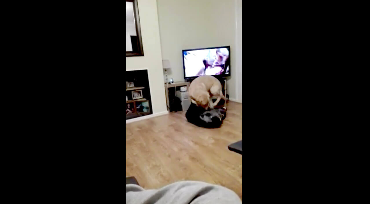 ラブラドールレトリーバー,動画