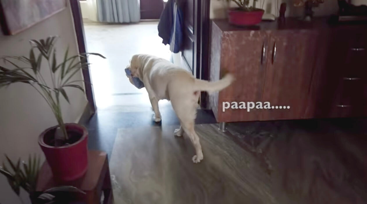 ラブラドールレトリーバー,動画