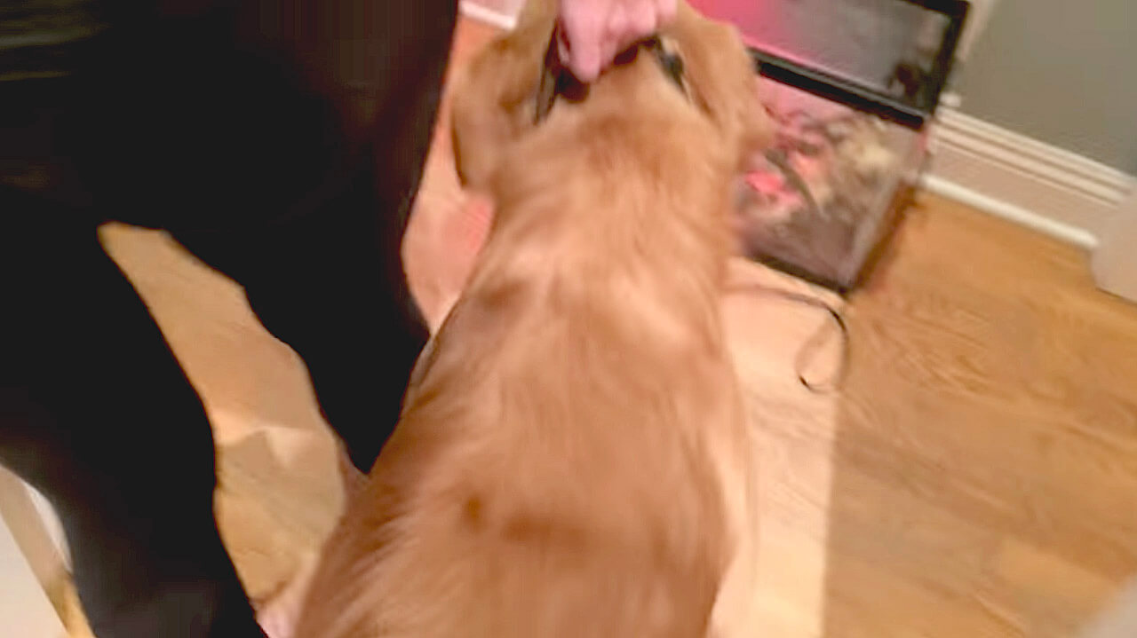 ゴールデンレトリーバー,動画