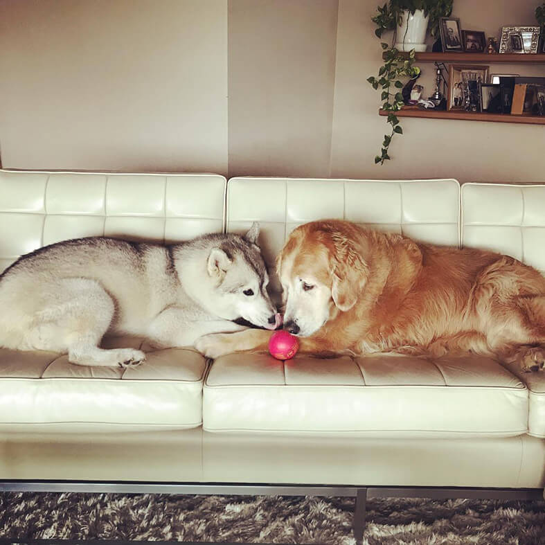 レトリーバー,ごはん