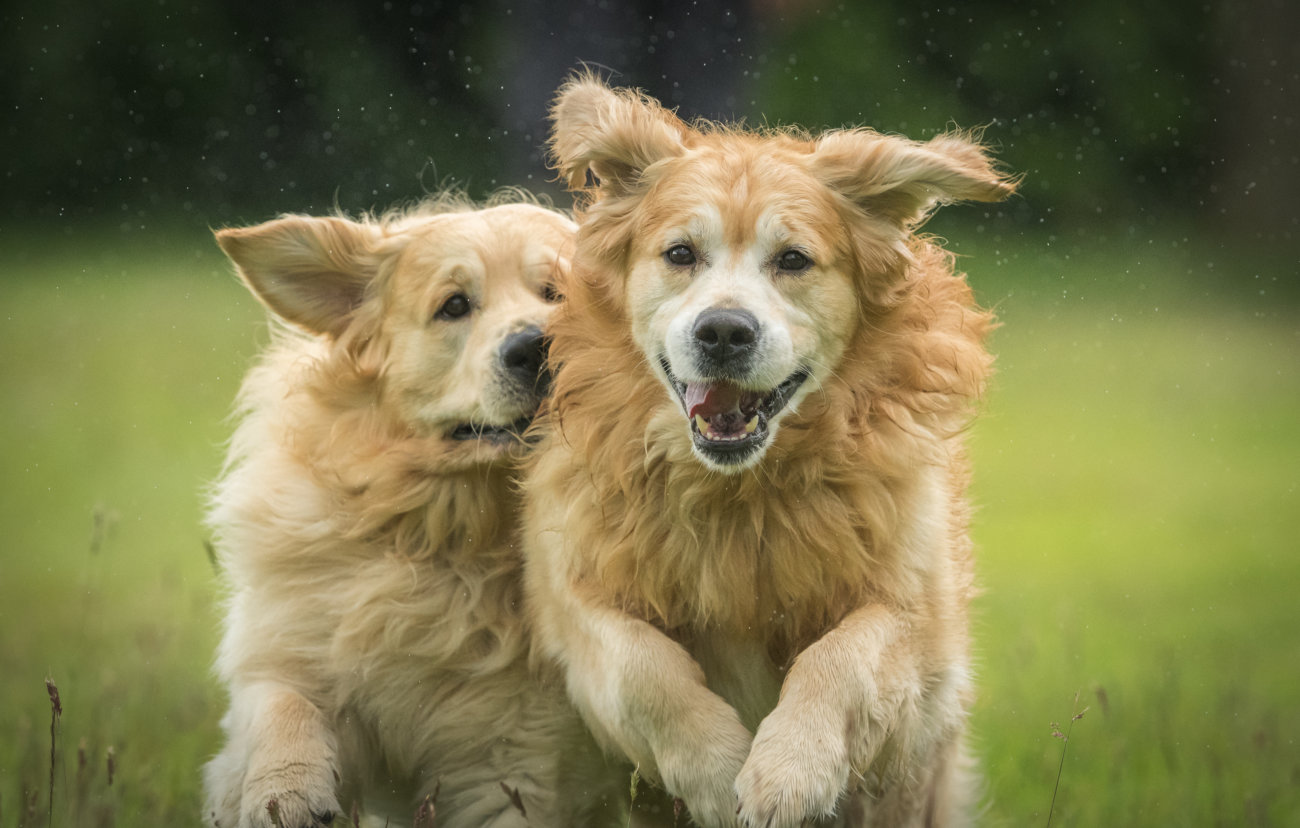 レトリーバー,肉,forema