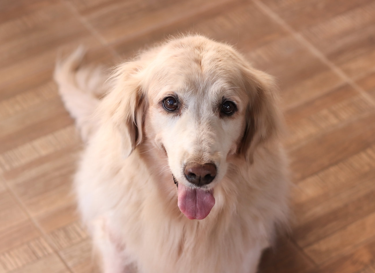 レトリーバー,肉,forema