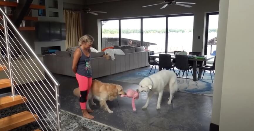 ゴールデンレトリーバー,動画