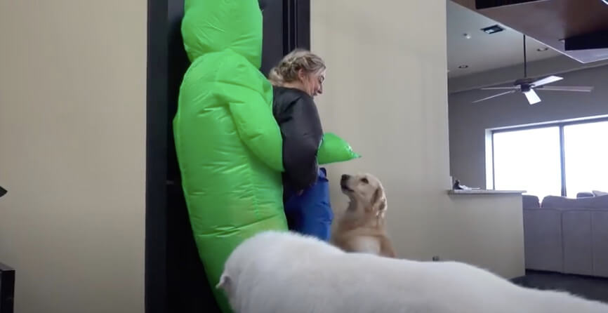 ゴールデンレトリーバー,動画