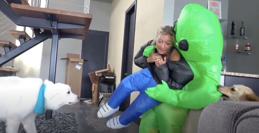 ゴールデンレトリーバー,動画