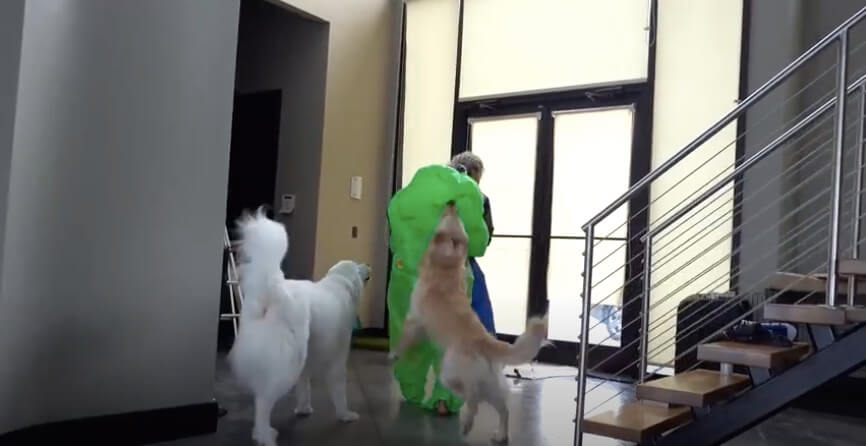 ゴールデンレトリーバー,動画