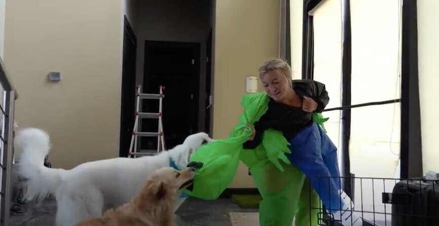 ゴールデンレトリーバー,動画