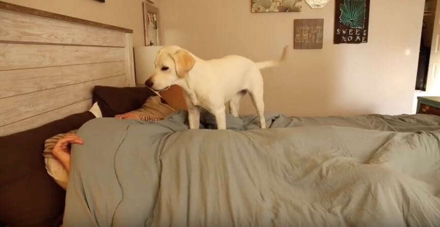 ラブラドールレトリーバー,動画