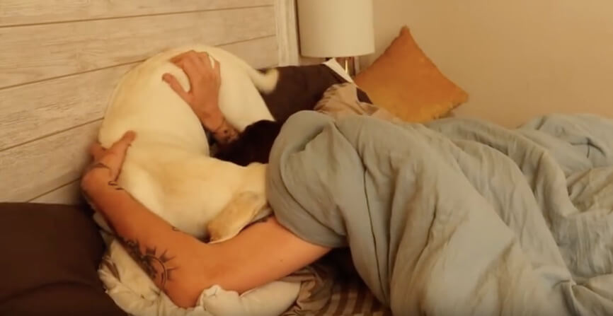 ラブラドールレトリーバー,動画