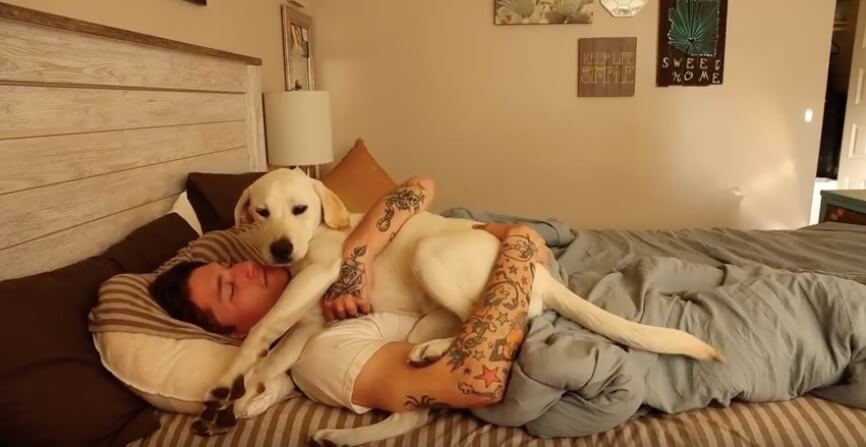 ラブラドールレトリーバー,動画