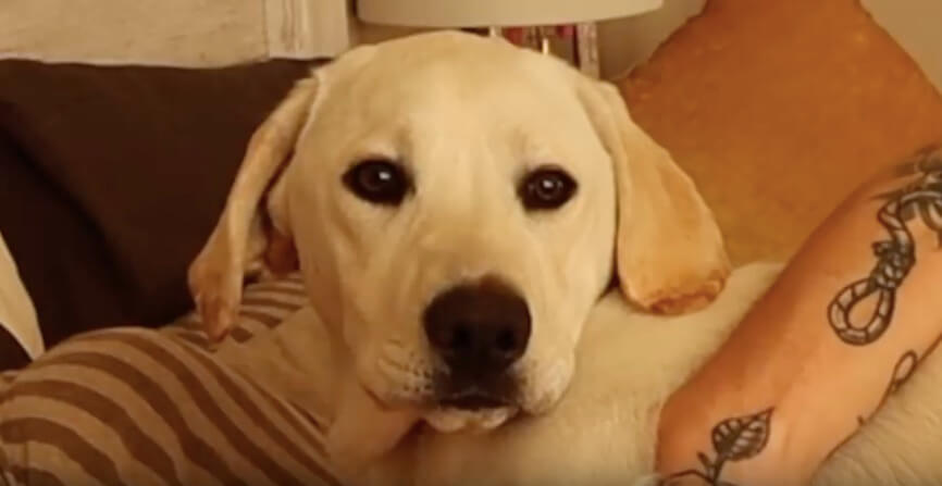 ラブラドールレトリーバー,動画