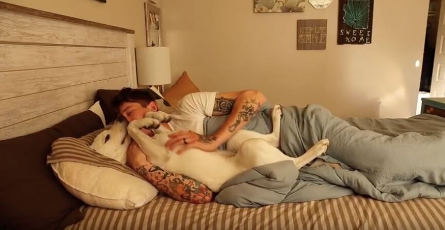 ラブラドールレトリーバー,動画