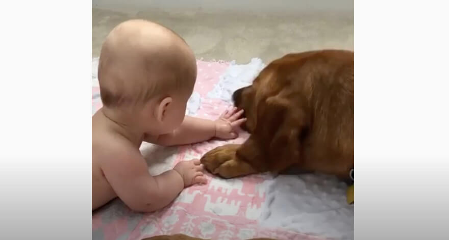 ラブラドールレトリーバー,動画