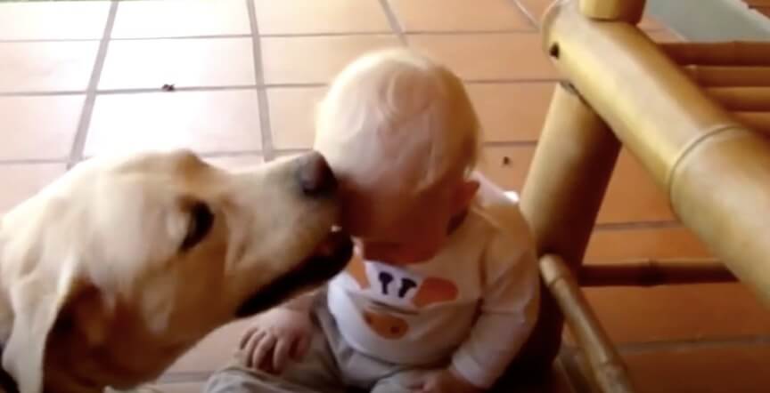 ラブラドールレトリーバー,動画