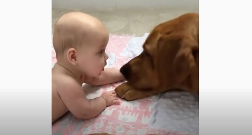 ラブラドールレトリーバー,動画