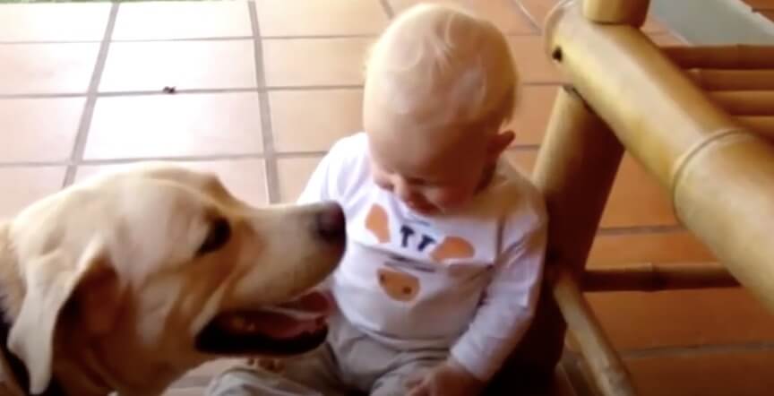 ラブラドールレトリーバー,動画