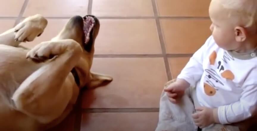 ラブラドールレトリーバー,動画