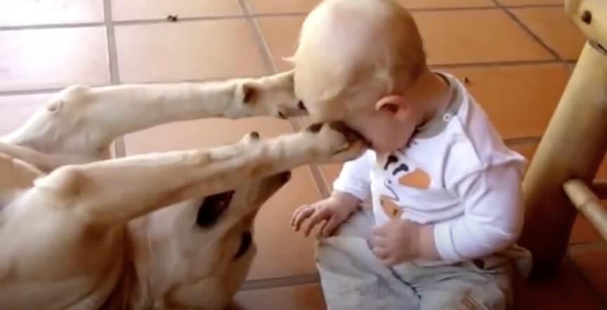 ラブラドールレトリーバー,動画