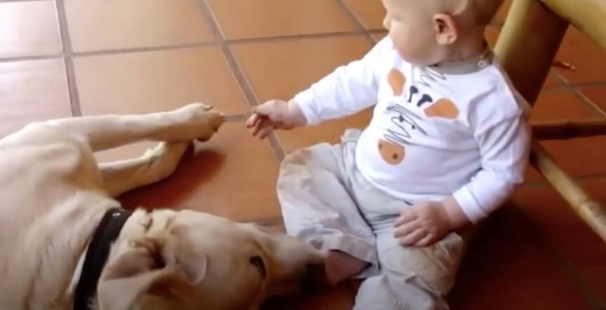 ラブラドールレトリーバー,動画