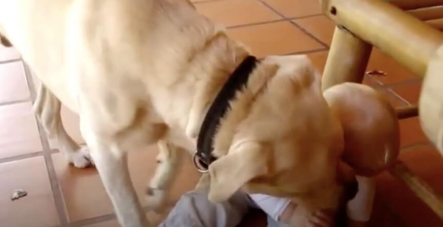 ラブラドールレトリーバー,動画