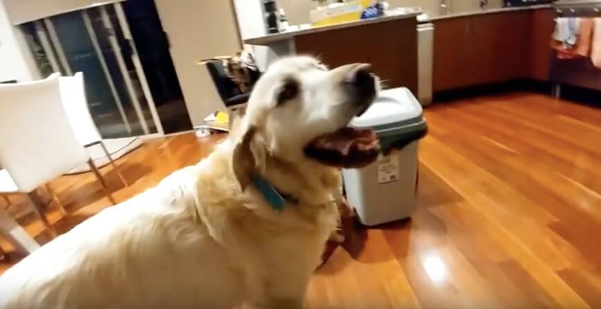 ゴールデンレトリーバー,動画