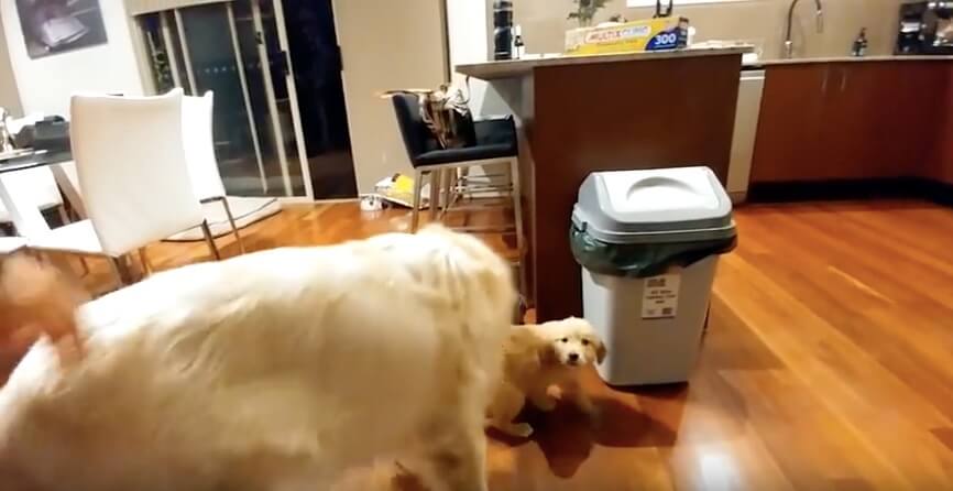 ゴールデンレトリーバー,動画