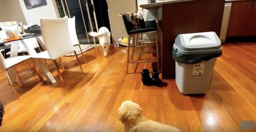 ゴールデンレトリーバー,動画