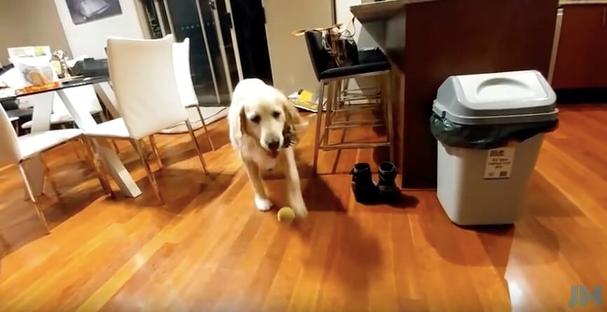 ゴールデンレトリーバー,動画