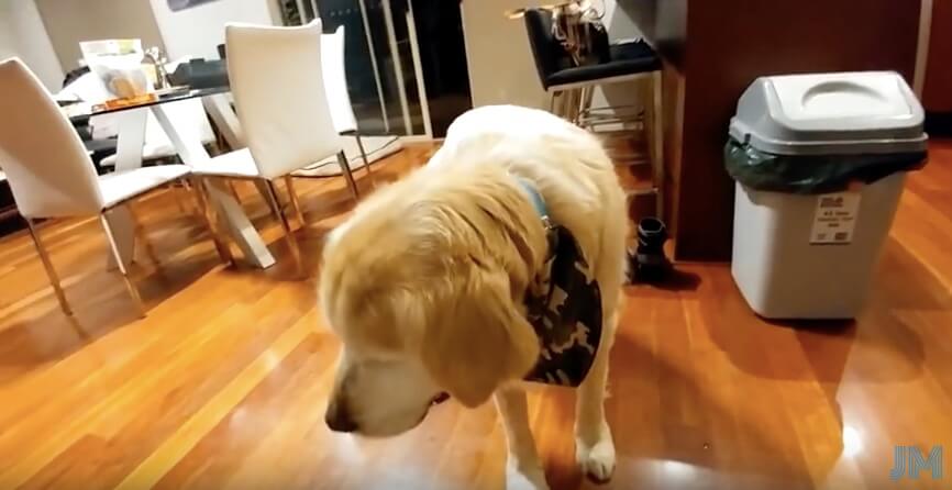 ゴールデンレトリーバー,動画