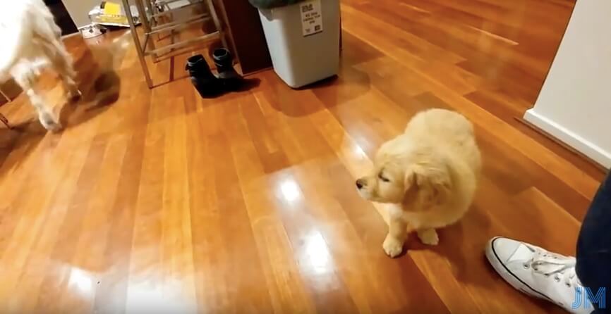 ゴールデンレトリーバー,動画