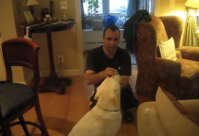 ラブラドールレトリーバー,動画