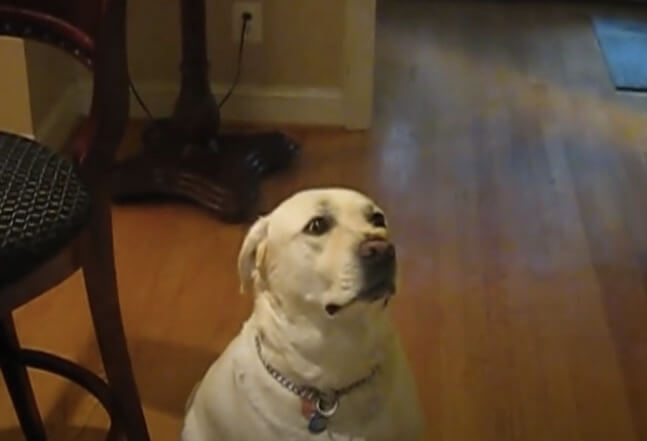 ラブラドールレトリーバー,動画