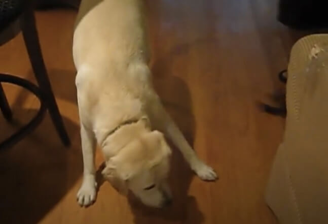 ラブラドールレトリーバー,動画