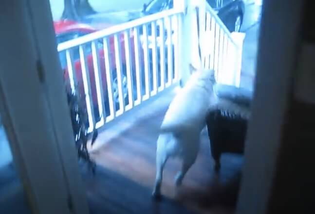 ラブラドールレトリーバー,動画