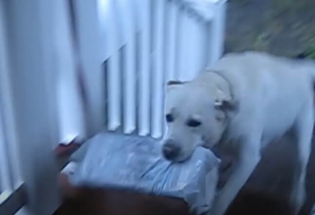 ラブラドールレトリーバー,動画