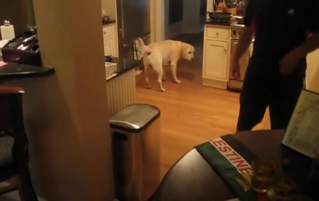 ラブラドールレトリーバー,動画