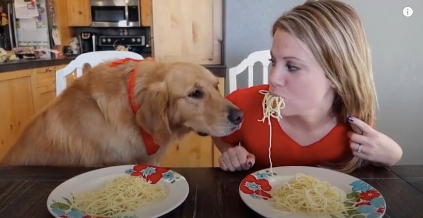 ゴールデンレトリーバー,動画