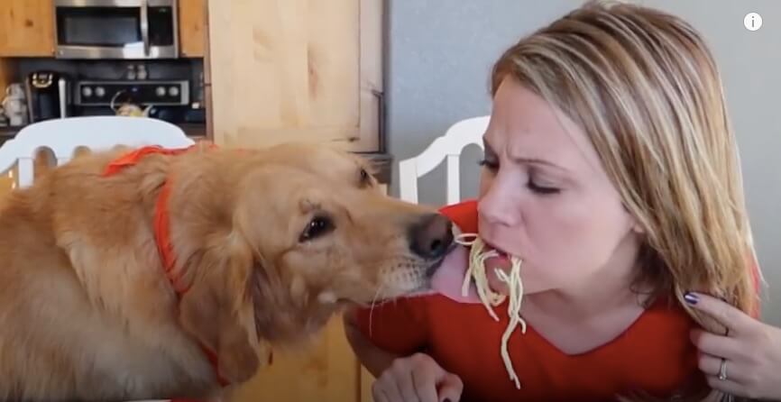 ゴールデンレトリーバー,動画