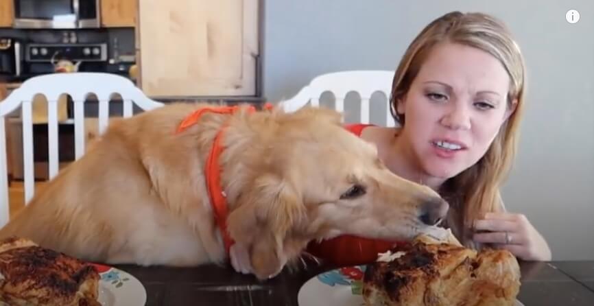 ゴールデンレトリーバー,動画