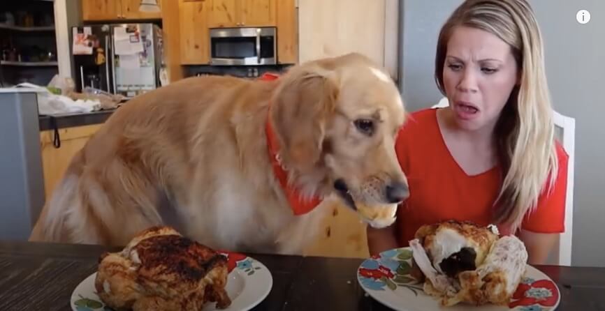 ゴールデンレトリーバー,動画