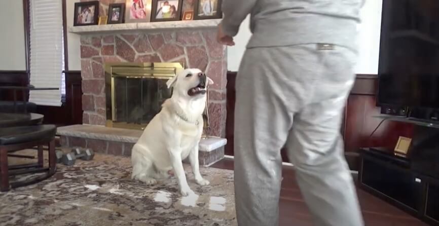 ラブラドールレトリーバー,動画