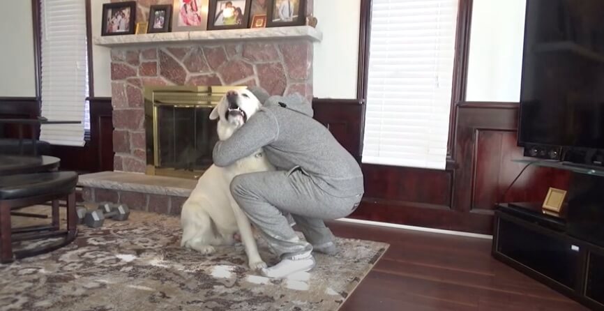 ラブラドールレトリーバー,動画