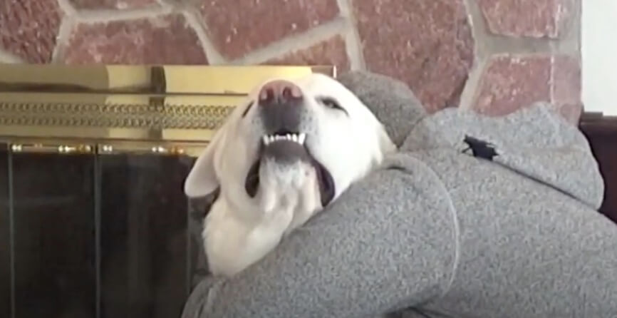 ラブラドールレトリーバー,動画